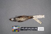 Zonotrichia albicollis image