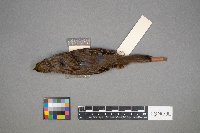 Zonotrichia atricapilla image