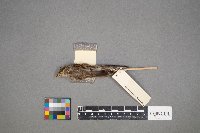 Passerculus sandwichensis image