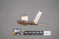 Passerculus sandwichensis image