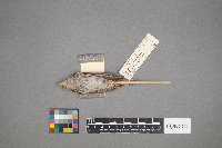 Passerculus sandwichensis image