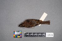 Zonotrichia albicollis image