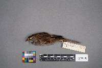 Zonotrichia albicollis image