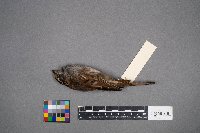 Zonotrichia albicollis image