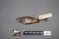 Zonotrichia albicollis image