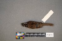 Zonotrichia albicollis image