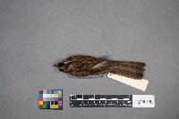 Zonotrichia albicollis image