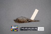 Zonotrichia albicollis image