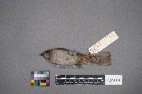 Zonotrichia albicollis image