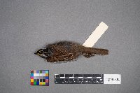 Zonotrichia albicollis image