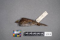 Zonotrichia albicollis image