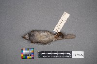 Zonotrichia albicollis image