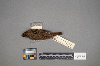 Melospiza lincolnii image