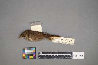 Melospiza lincolnii image