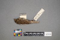 Melospiza lincolnii image