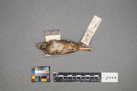 Melospiza lincolnii image