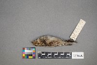 Calcarius lapponicus image