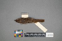 Melospiza lincolnii image