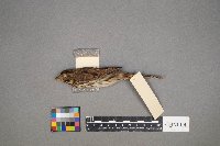 Melospiza lincolnii image