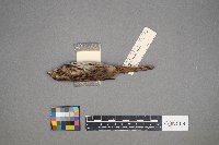 Melospiza lincolnii image