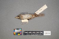 Melospiza lincolnii image