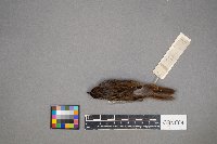 Melospiza georgiana image