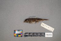 Melospiza georgiana image