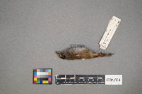 Melospiza georgiana image