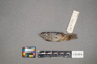 Melospiza georgiana image