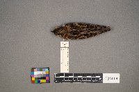 Calcarius lapponicus image