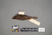 Melospiza lincolnii image