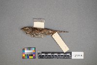 Melospiza lincolnii image