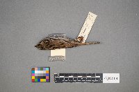 Melospiza lincolnii image