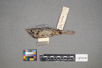 Melospiza lincolnii image