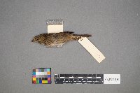 Melospiza lincolnii image