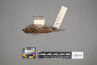 Melospiza lincolnii image