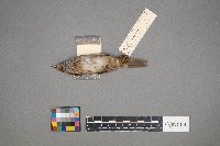 Melospiza lincolnii image