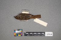 Melospiza lincolnii image