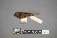 Melospiza lincolnii image