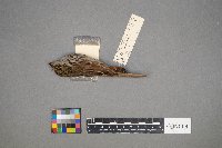 Melospiza lincolnii image