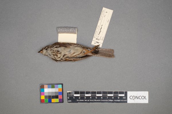 Melospiza lincolnii image