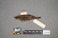 Melospiza lincolnii image