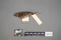 Melospiza lincolnii image