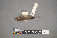 Melospiza lincolnii image