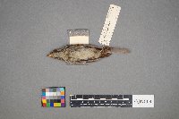 Melospiza lincolnii image