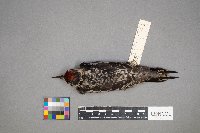 Sphyrapicus varius image