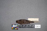 Riparia riparia image