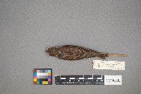 Haemorhous purpureus image