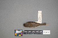 Empidonax minimus image