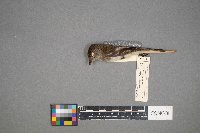 Empidonax minimus image